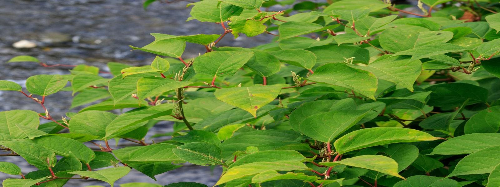 Japanese Knotweed Treatment Plan