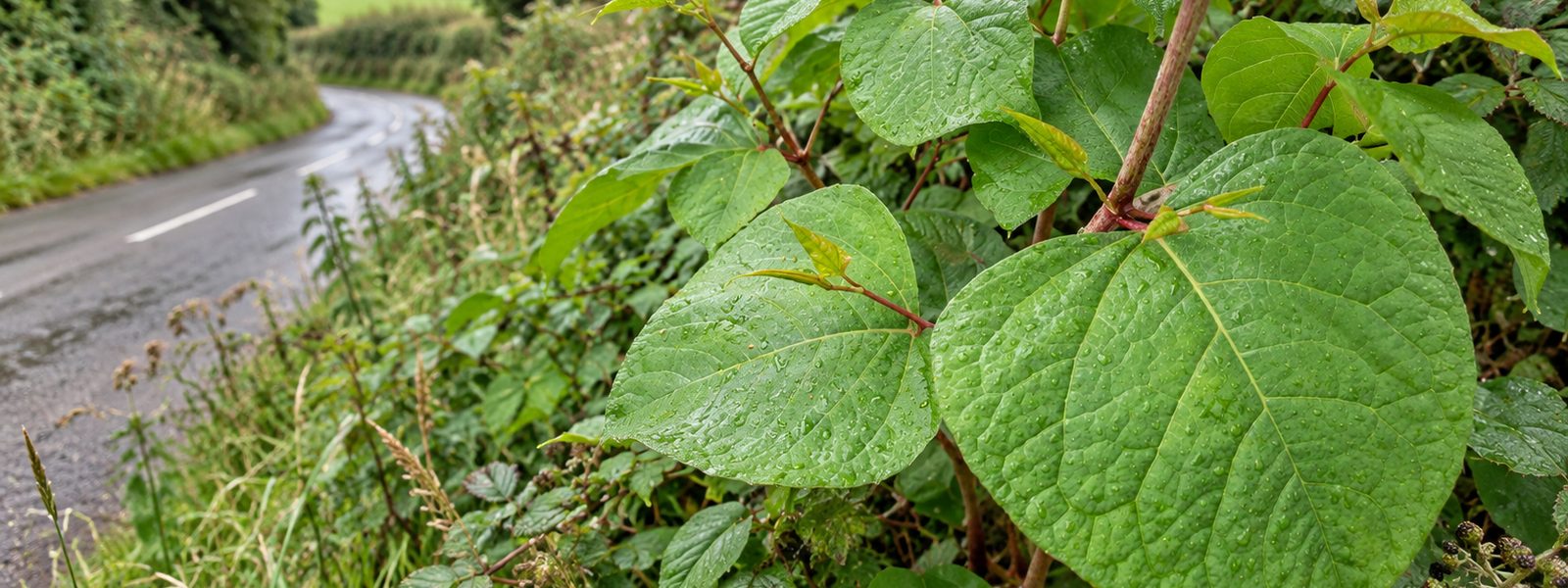 Japanese Knotweed Treatment in the South East