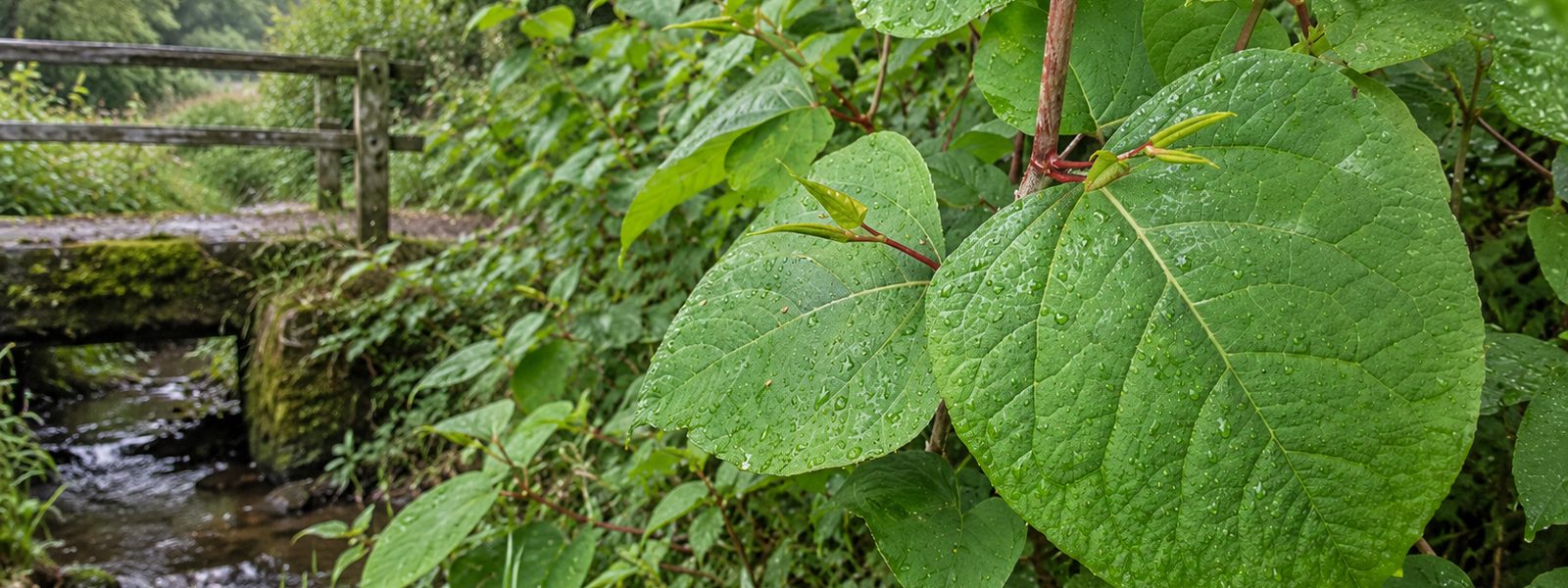 Japanese Knotweed Treatment in the South West